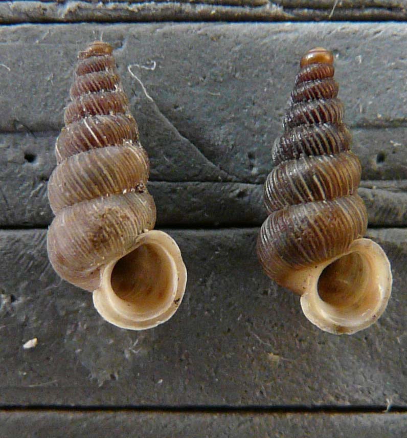 Cochlostoma montanum cassiniacum (Saint Simon in Paulucci)